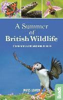 bokomslag A Summer of British Wildlife