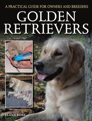 Golden Retrievers 1