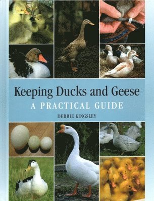bokomslag Keeping Ducks and Geese