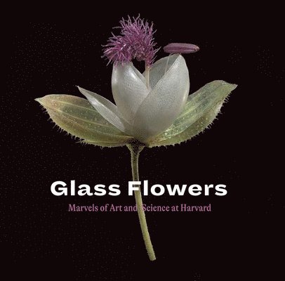 Glass Flowers 1
