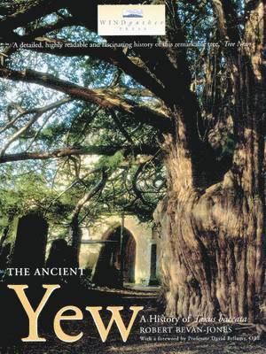 The Ancient Yew 1