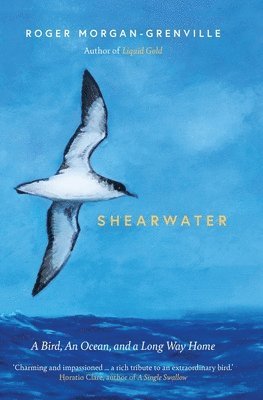 Shearwater 1