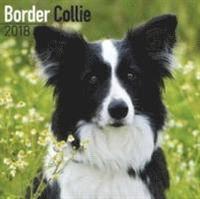 bokomslag Border collie calendar 2018