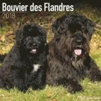 bokomslag Bouvier des flandres calendar 2018