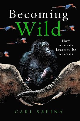 Carl Safina - Becoming Wild, Inbunden