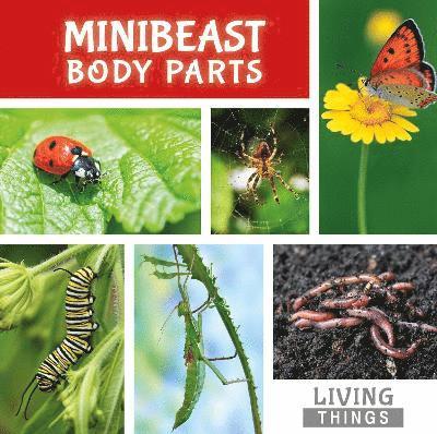 Minibeast Body Parts 1