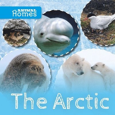 The Arctic 1