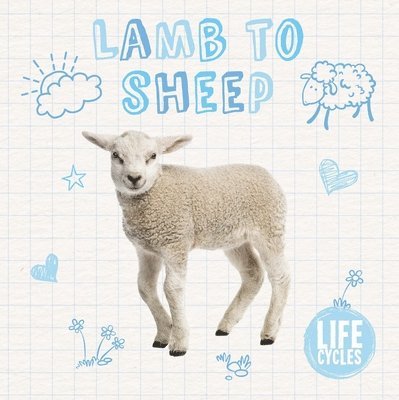 Lamb to Sheep 1