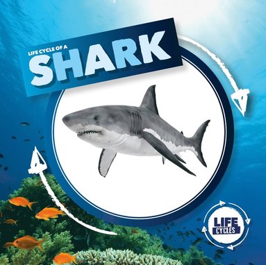 bokomslag Life Cycle of a Shark