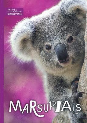 Marsupials 1