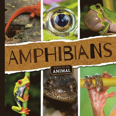 bokomslag Amphibians