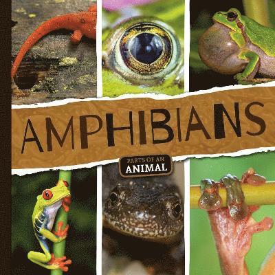 Amphibians 1