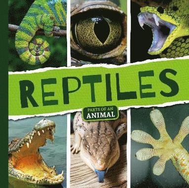 bokomslag Reptiles