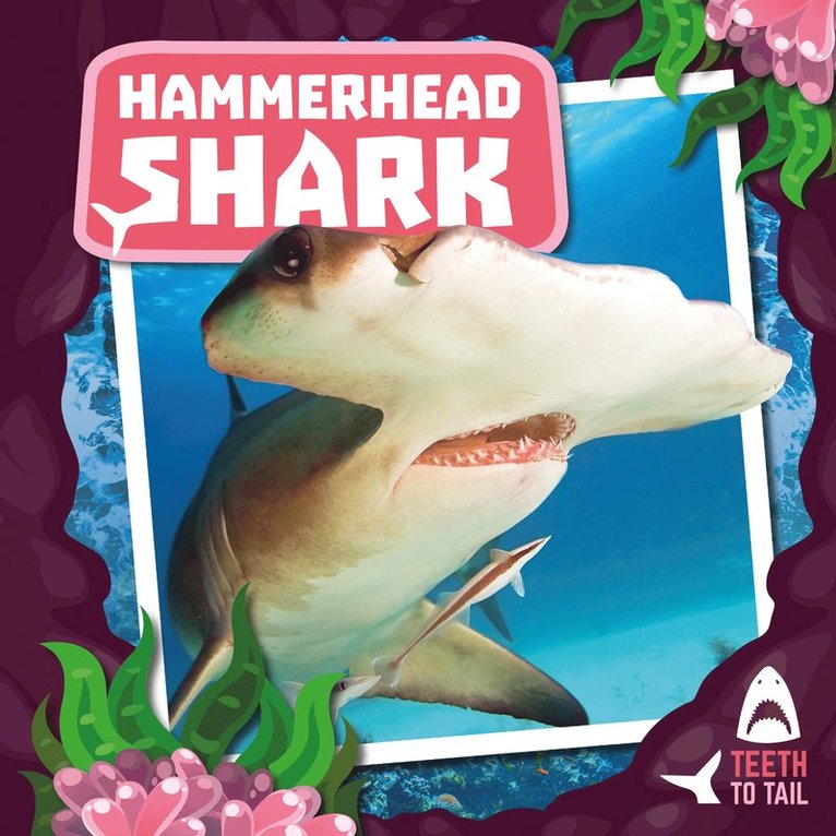 Hammerhead Shark 1