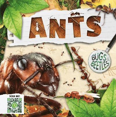 Ants 1