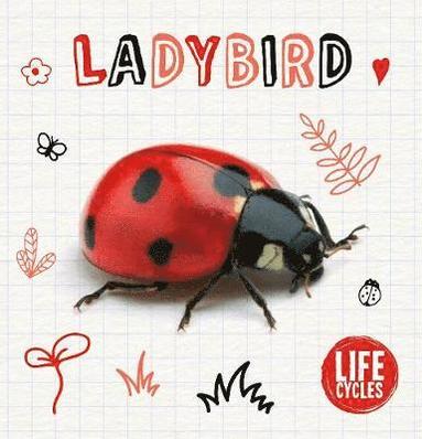 bokomslag Ladybird