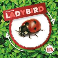 bokomslag Ladybird