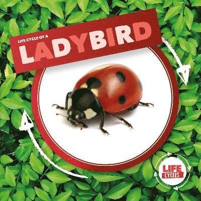 Ladybird 1