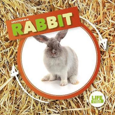 bokomslag Rabbit