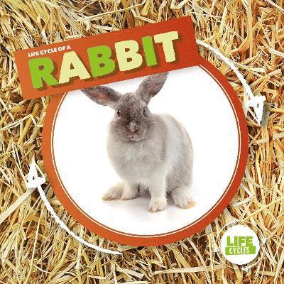 Rabbit 1