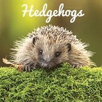 bokomslag Hedgehogs w