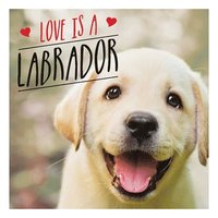 bokomslag Love is a Labrador