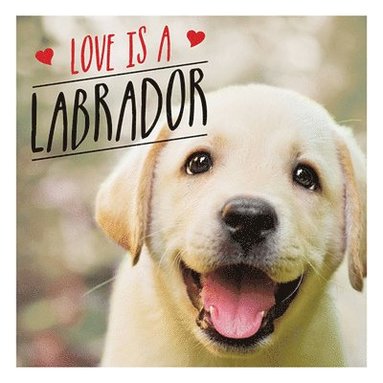 Charlie Ellis - Love is a Labrador, Inbunden