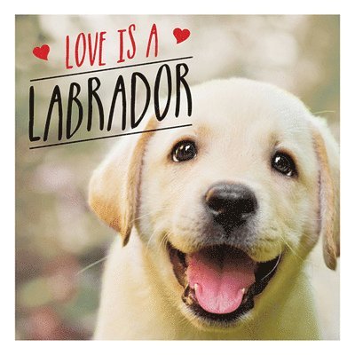 Love is a Labrador 1
