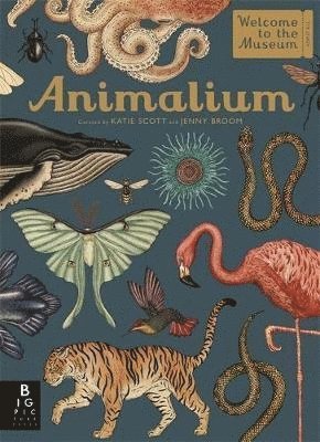 Animalium 1