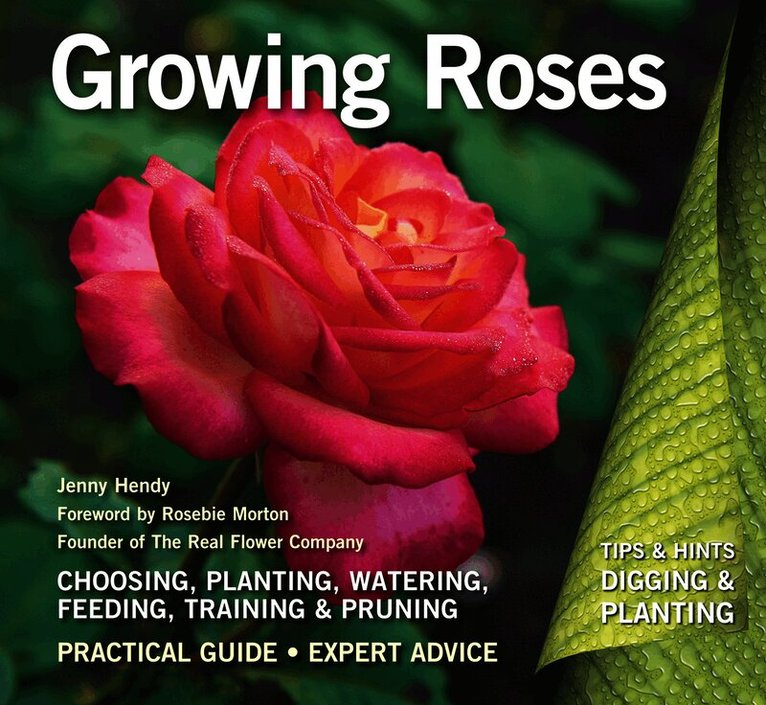 Growing Roses