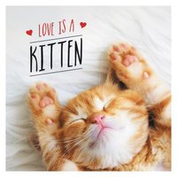 bokomslag Love is a Kitten