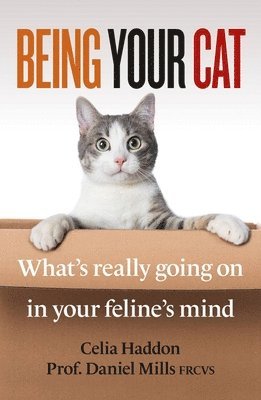 Being Your Cat 1