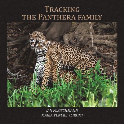 Tracking the Panthera family 1