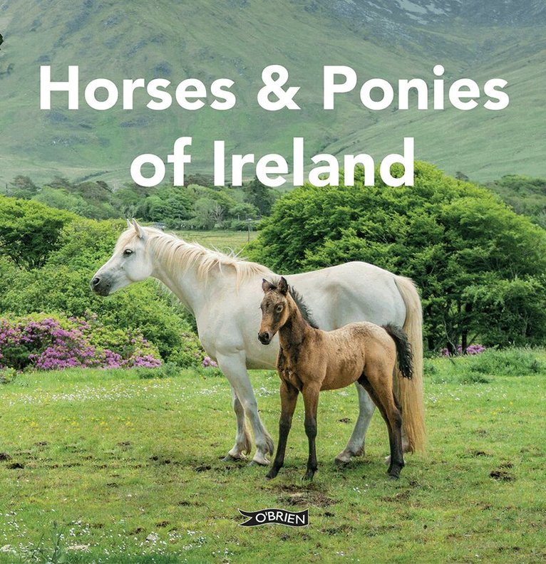 Sarah O'Connor - Horses and Ponies of Ireland, Inbunden