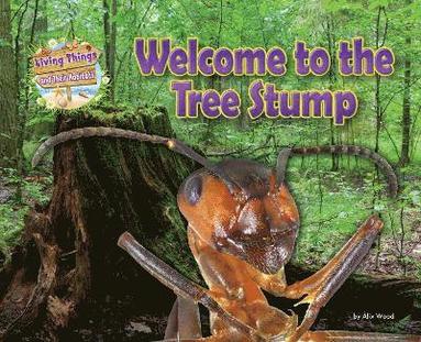 bokomslag Welcome to the Tree Stump