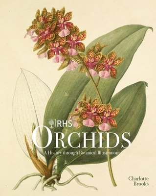 RHS Orchids 1