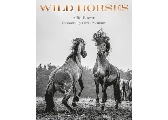 Wild Horses 1
