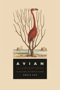 bokomslag Avian Illuminations