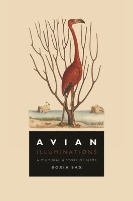 Avian Illuminations 1
