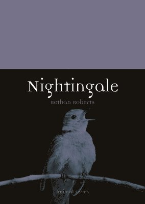 Nightingale 1
