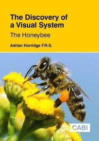 bokomslag Discovery of a Visual System - The Honeybee, The