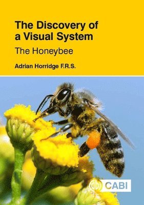 bokomslag Discovery of a Visual System - The Honeybee, The