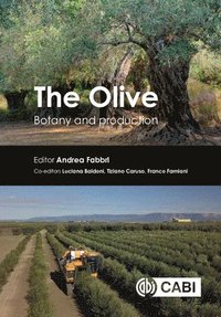 bokomslag The Olive