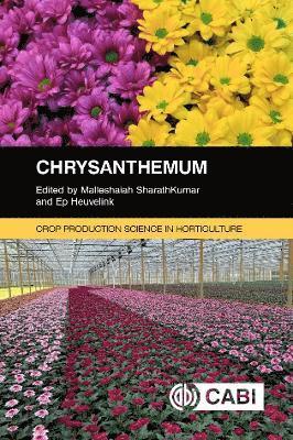 bokomslag Chrysanthemum