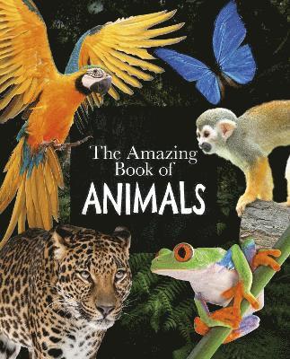 Michael Leach, Meriel Lland, Dr Michael Leach, Dr Meriel Lland - Amazing Book of Animals, Häftad