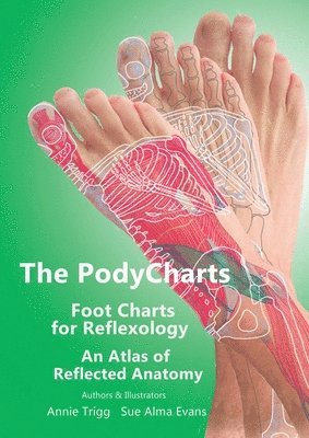 The PodyCharts foot charts for reflexology 1