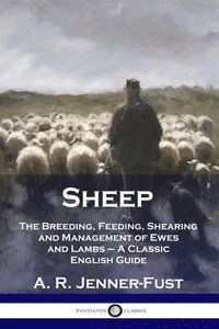 bokomslag Sheep