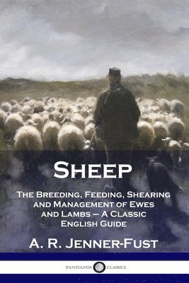 Sheep 1