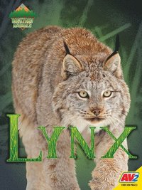 bokomslag Lynx