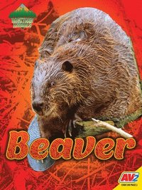 bokomslag Beaver